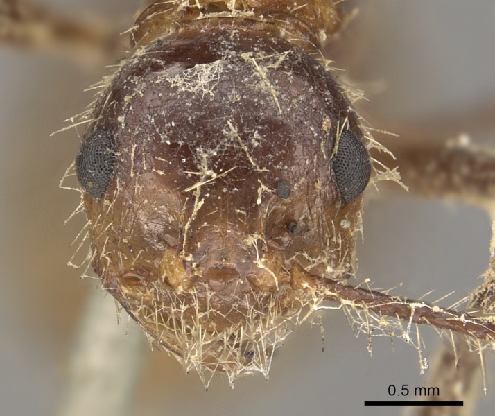 File:Myrmicaria arachnoides casent0901425 h 1 high.jpg