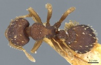 Octostruma stenognatha D casent0905907.jpg