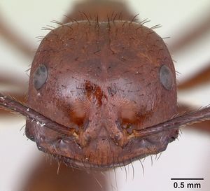 Ocymyrmex ankhu casent0173610 head 1.jpg