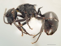 Polyrhachis clarki side.jpg