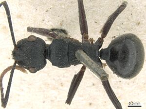 Polyrhachis flavicornis casent0906570 d 1 high.jpg