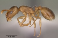 Temnothorax nitens casent0102840 profile 1.jpg