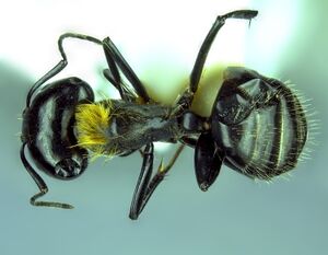 Camponotus densopilus major worker top.jpg