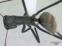 Camponotus depressus casent0173411 dorsal 1.jpg