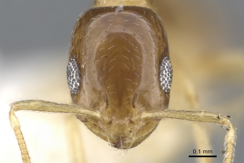 File:Monomorium katir casent0902244 h 1 high.jpg