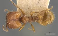 Pheidole antillana casent0908170 d 1 high.jpg