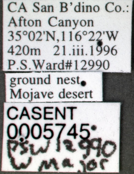 File:Pheidole clydei casent0005745 label 1.jpg