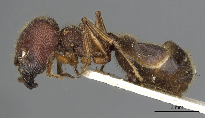 File:Pheidole rugosa casent0901525 p 1 high.jpg