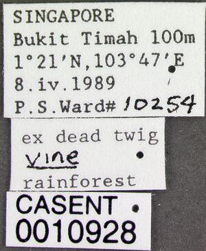 Rotastruma recava casent0010928 label 1.jpg