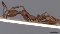 Aphaenogaster phalangium casent0900418 p 1 high.jpg