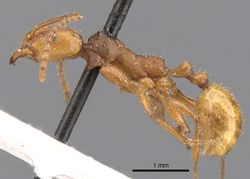 Aphaenogaster sardoa casent0900461 p 1 high.jpg