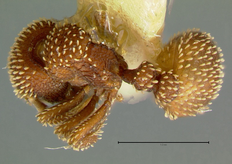 File:Calyptomyrmex-glabratusD5x.jpg