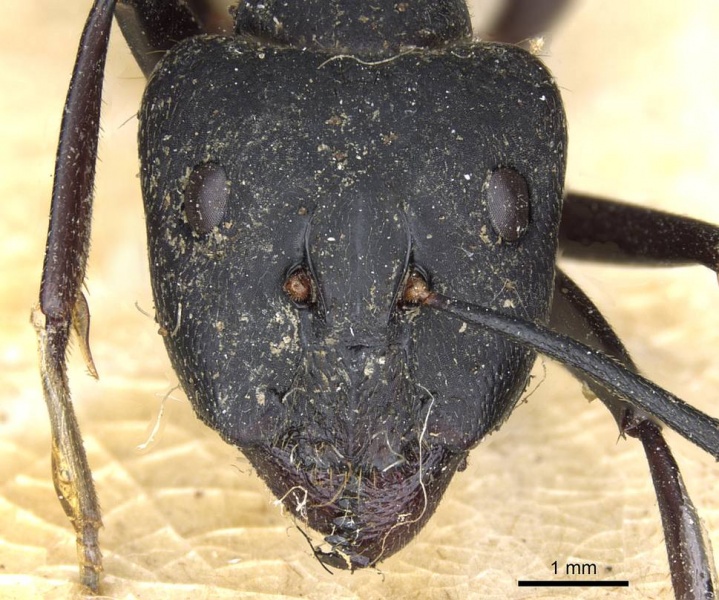 File:Camponotus fornasinii casent0905314 h 1 high.jpg