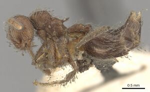 Crematogaster evallans casent0902146 p 1 high.jpg