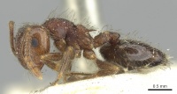 Crematogaster frivola casent0902134 p 1 high.jpg