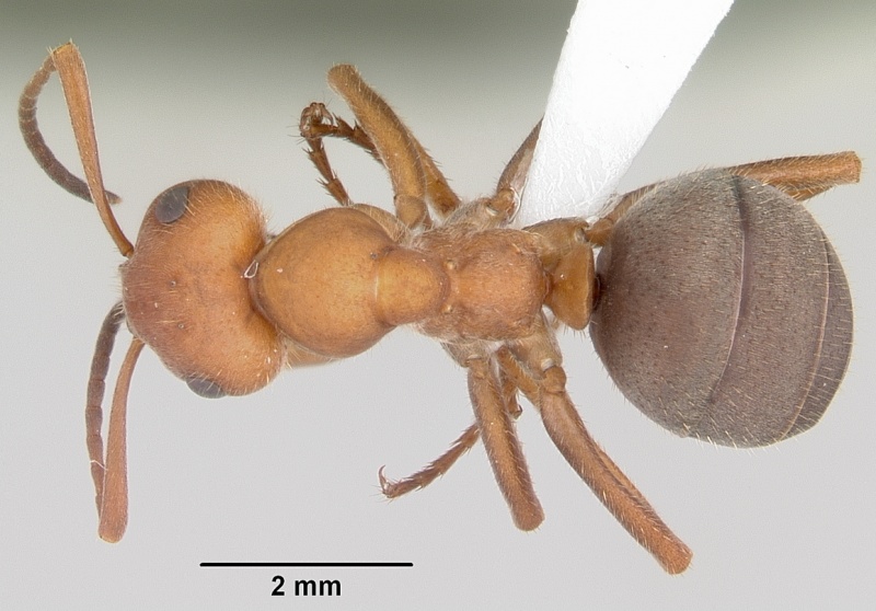 File:Formica coloradensis casent0104875 dorsal 1.jpg