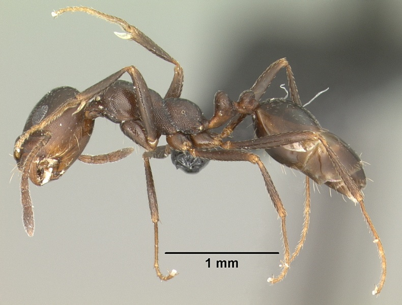 File:Monomorium areniphilum casent0010990 profile 1.jpg