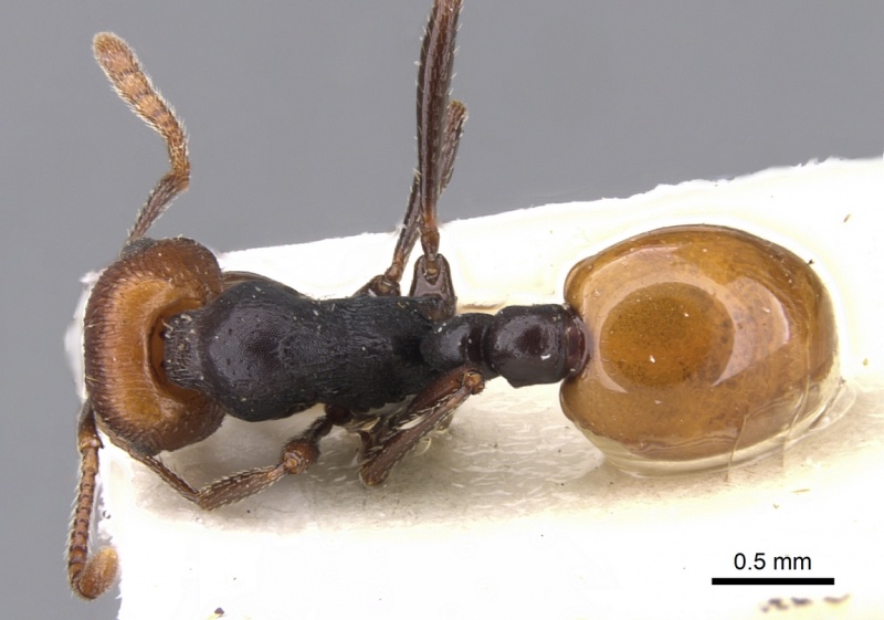 File:Monomorium flavonigrum casent0902311 d 1 high.jpg