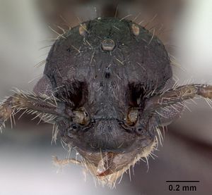 Myrmica schencki casent0172721 head 1.jpg