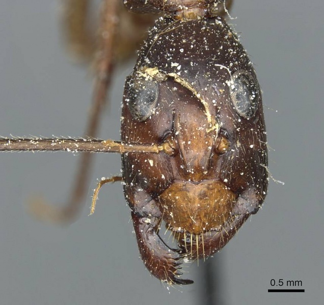 File:Camponotus pompeius casent0912015 h 1 high.jpg