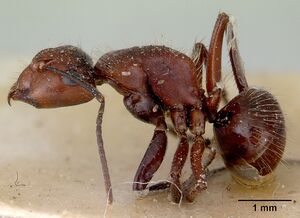 Camponotus sanguinea casent0172139 profile 1.jpg