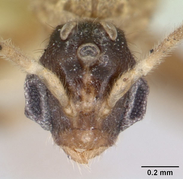 File:Cladomyrma hobbyi casent0173911 head 1.jpg