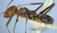 Iridomyrmex rubriceps side view