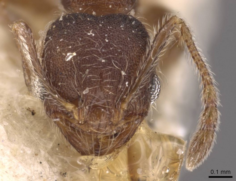 File:Pheidole bequaerti casent0907846 h 1 high.jpg