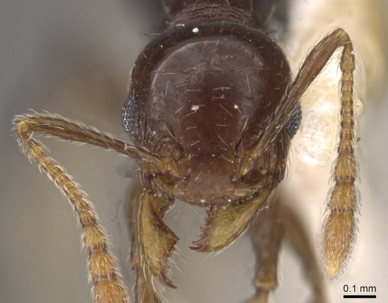 File:Pheidole eidmanni casent0913305 h 1 high.jpg