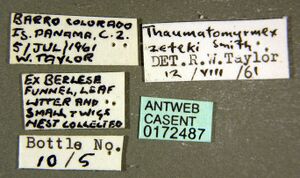 Thaumatomyrmex atrox casent0172487 label 1.jpg