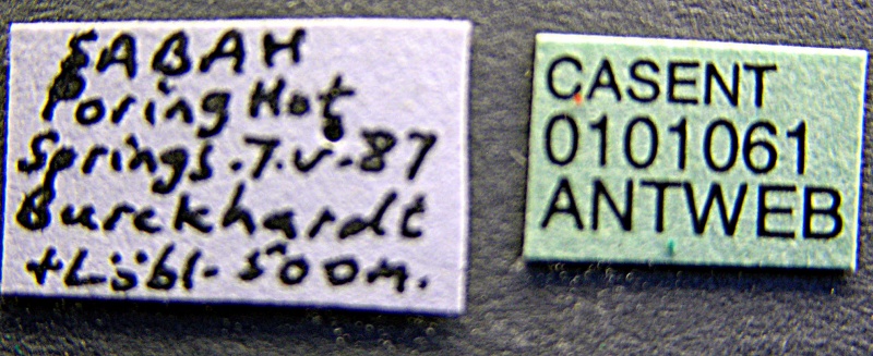 File:Acanthomyrmex concavus casent0101061 label 1.jpg