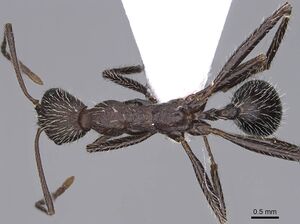 Aphaenogaster sporadis casent0914227 d 1 high.jpg