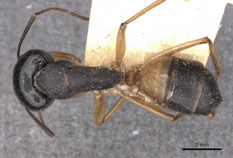 File:Camponotus consobrinus casent0910307 d 1 high.jpg