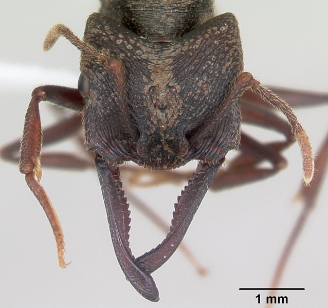 File:Mystrium rogeri casent0429933 head 1.jpg