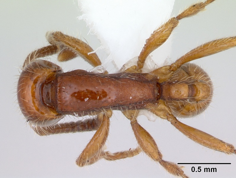 File:Neivamyrmex orthonotus casent0173528 dorsal 1.jpg