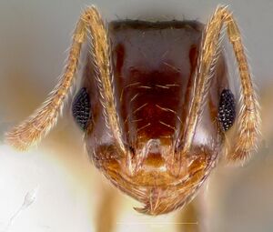 Pheidole californica casent0005752 head 1.jpg