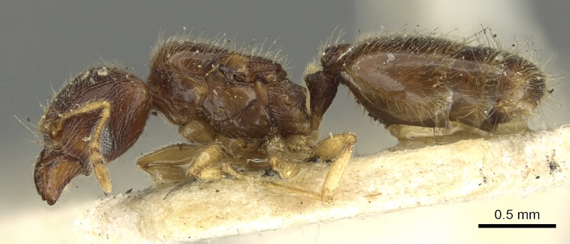 File:Pheidole orbica casent0901600 p 1 high.jpg