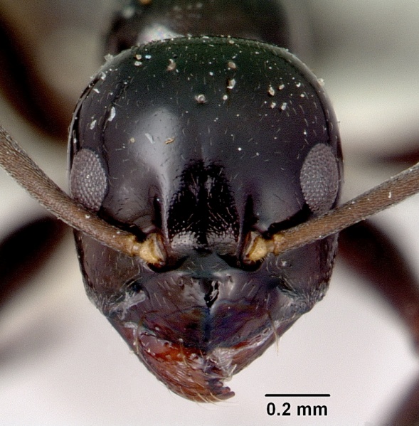 File:Prolasius nitidissimus casent0172170 head 1.jpg