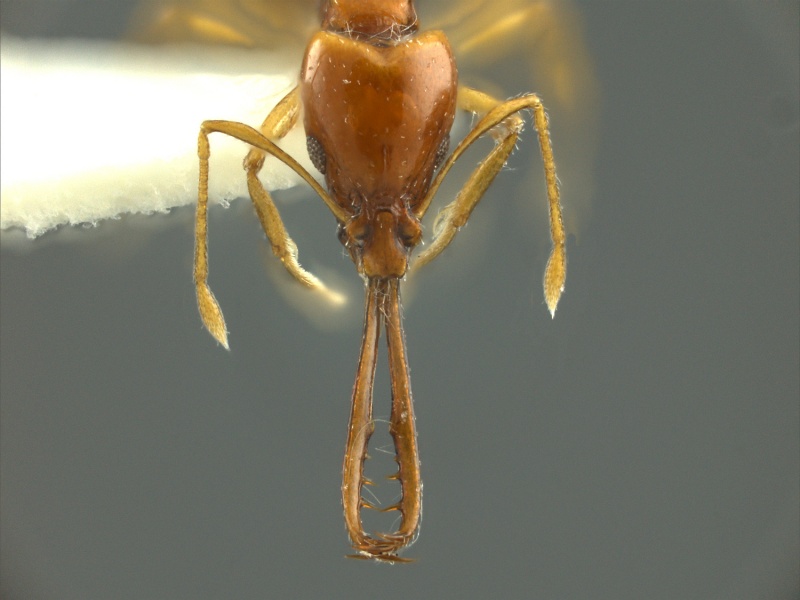 File:Acanthognathus-teledectusHUMCZ001H.jpg