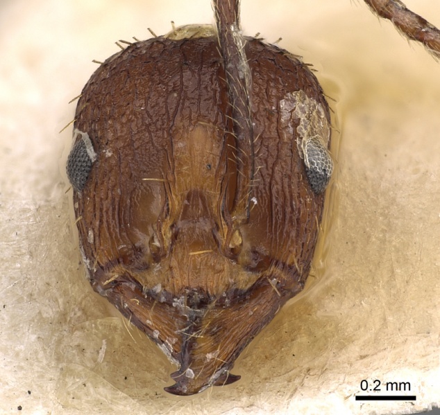 File:Aphaenogaster depressa casent0900460 h 1 high.jpg