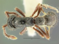 Cerapachys superatus had.jpg