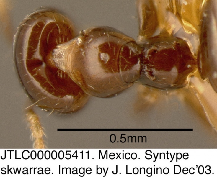 File:Myrmelachista skwarrae jtlc000005411 d 1 high.jpg