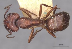 Camponotus alii casent0910107 d 1 high.jpg