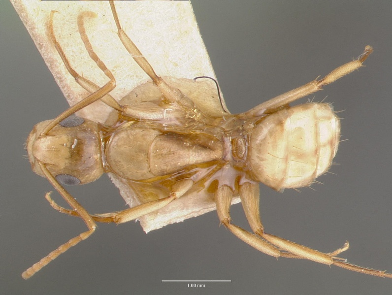 File:Camponotus macilentus castype00452-01 dorsal 1.jpg