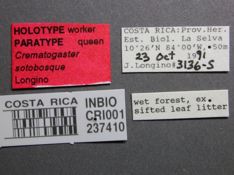 File:Crematogaster sotobosque inbiocri001237410 l 1 high.jpg