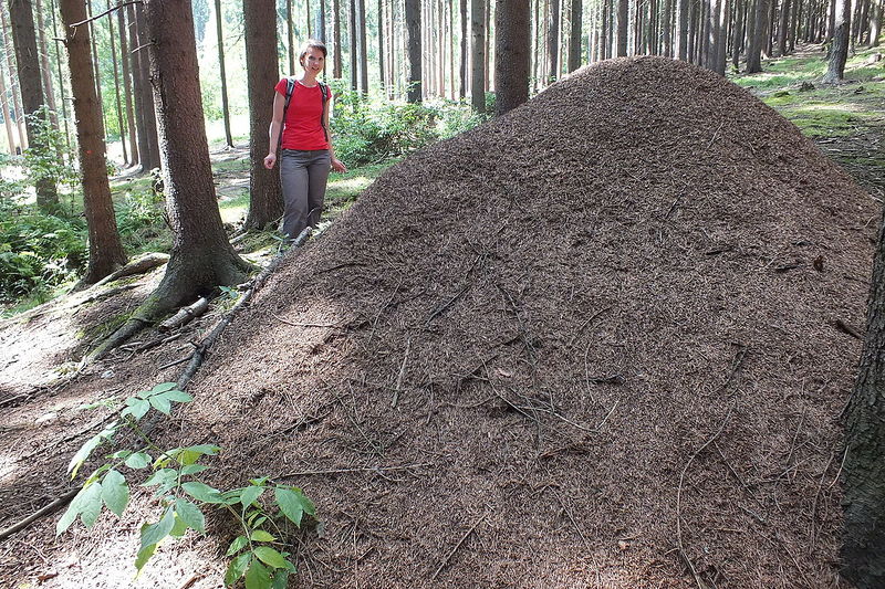 File:Formica rufa nest.jpg