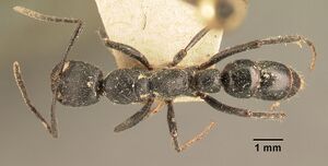 Leptogenys incisa casent0101795 dorsal 1.jpg