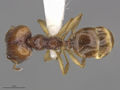 MCZ-ENT00300863 Pheidole hispaniolae had.jpg