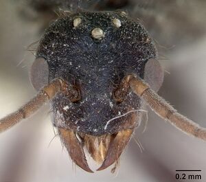 Melophorus anderseni casent0173921 head 1.jpg