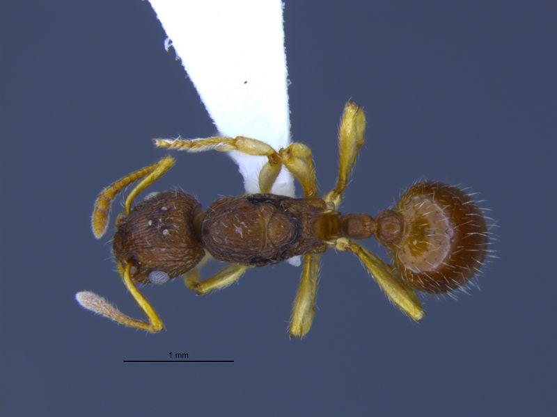 File:Myrmica semiparasitica dorsal MCZ-ENT00589543.jpg